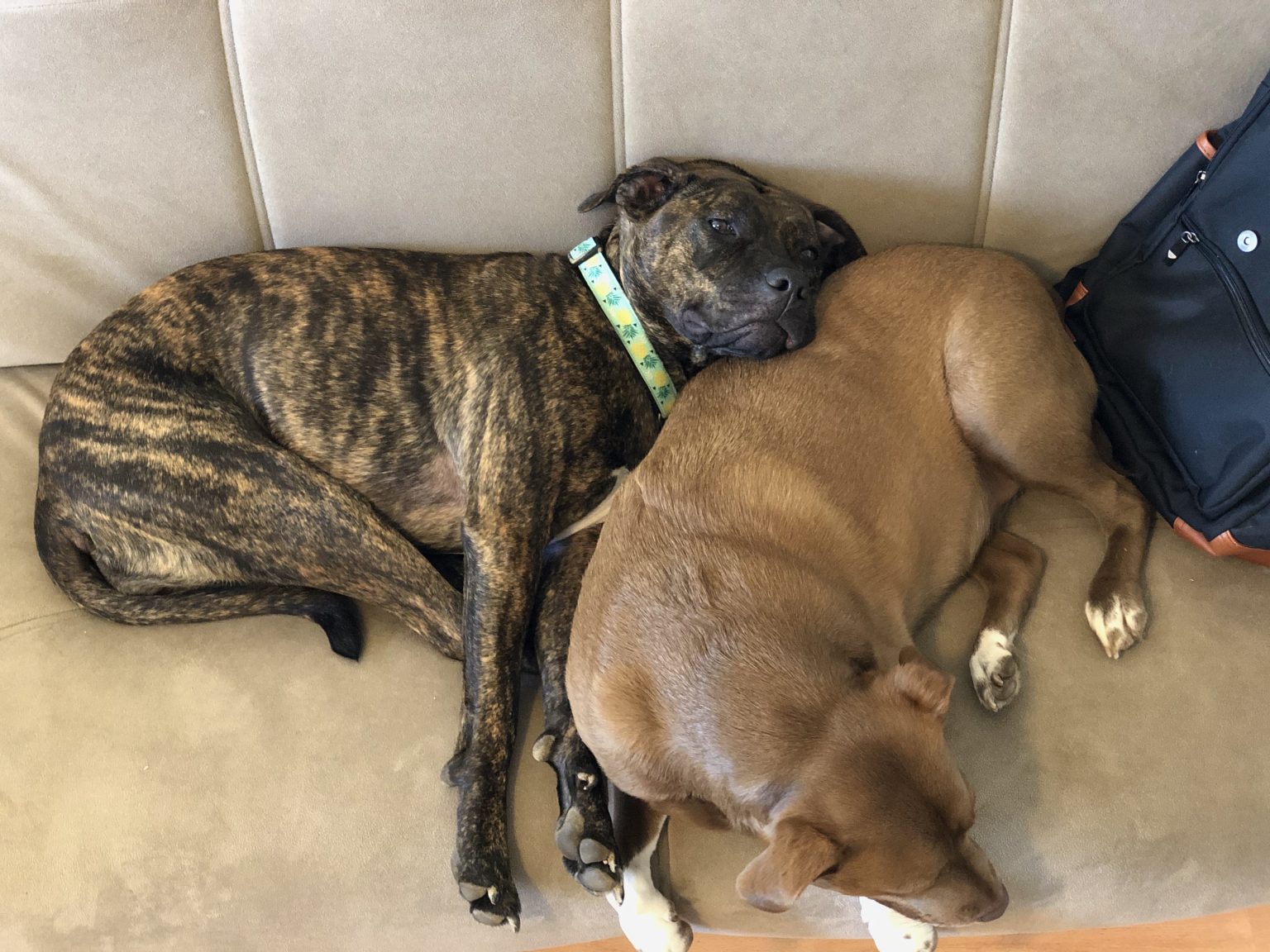 Veterinary Telemedicine Helping Our Pets During Quarantine