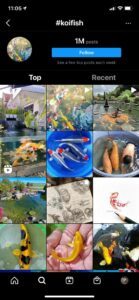 Example of top content for Koi Fish